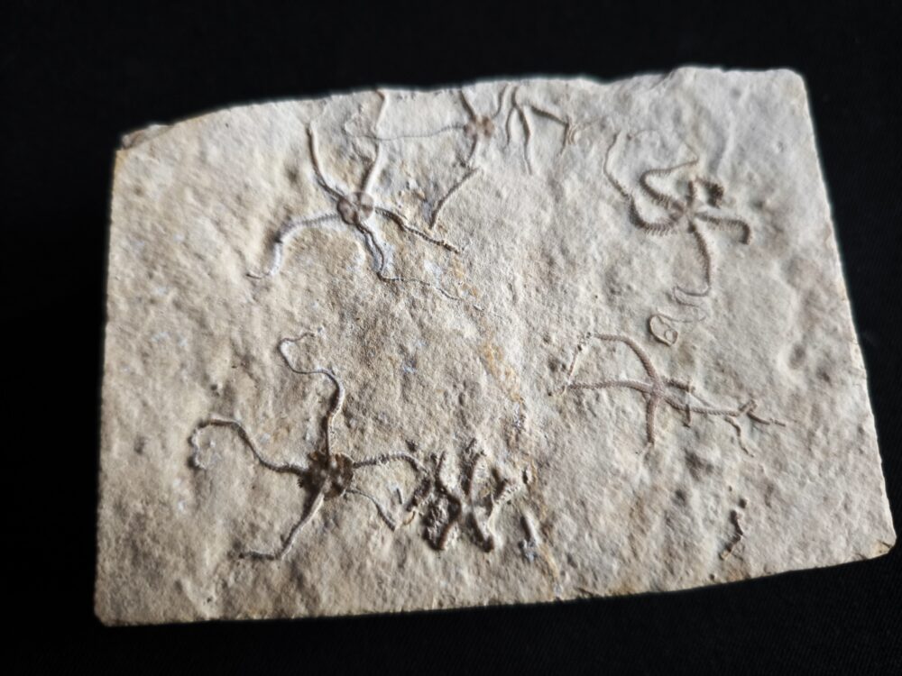 Schlangensterne: Sinosura und Ophiopetra, Malm, Plattenkalk, Hienheim bei Kelheim  * reserviert *