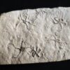 Schlangensterne: Sinosura und Ophiopetra, Malm, Plattenkalk, Hienheim bei Kelheim  * reserviert *