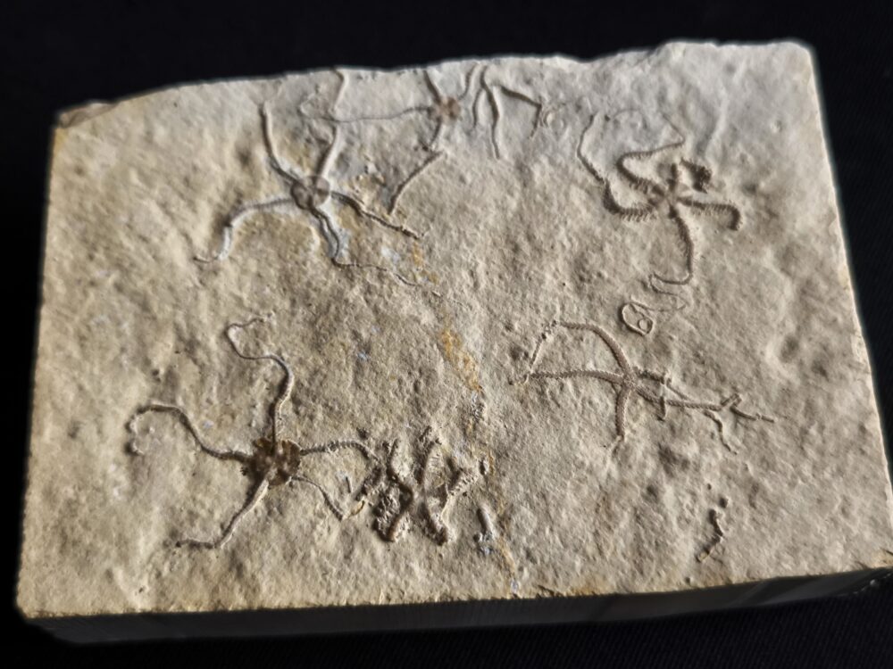 Schlangensterne: Sinosura und Ophiopetra, Malm, Plattenkalk, Hienheim bei Kelheim  * reserviert *