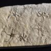 Schlangensterne: Sinosura und Ophiopetra, Malm, Plattenkalk, Hienheim bei Kelheim  * reserviert *