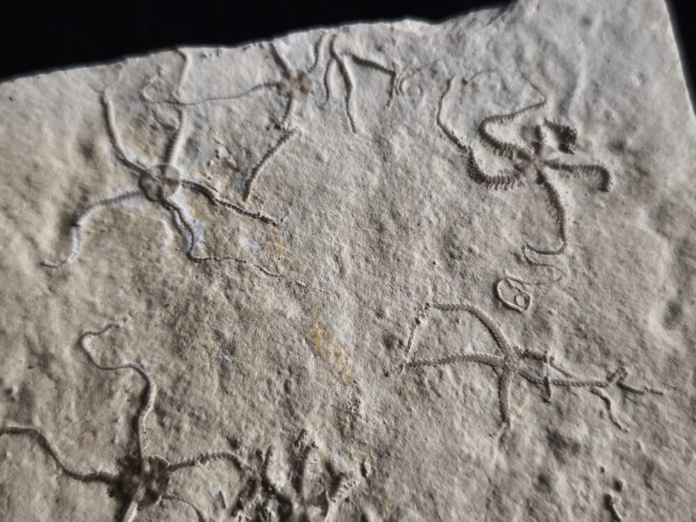 Schlangensterne: Sinosura und Ophiopetra, Malm, Plattenkalk, Hienheim bei Kelheim  * reserviert *