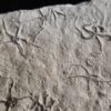 Schlangensterne: Sinosura und Ophiopetra, Malm, Plattenkalk, Hienheim bei Kelheim  * reserviert *