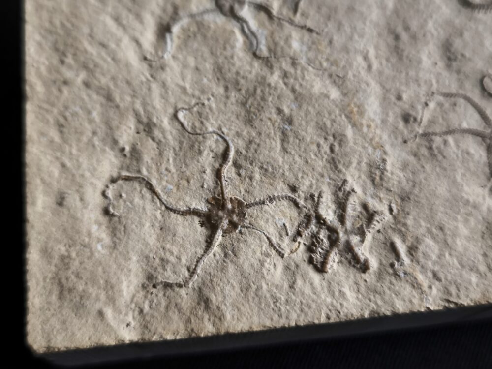 Schlangensterne: Sinosura und Ophiopetra, Malm, Plattenkalk, Hienheim bei Kelheim  * reserviert *