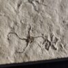 Schlangensterne: Sinosura und Ophiopetra, Malm, Plattenkalk, Hienheim bei Kelheim  * reserviert *