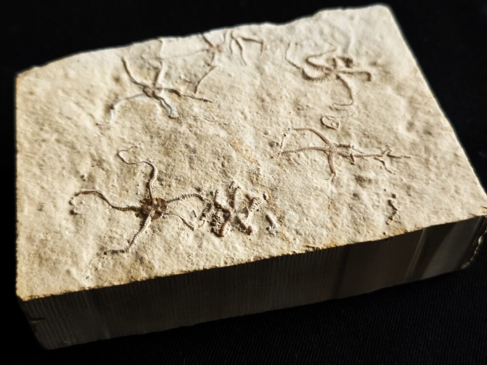 Schlangensterne: Sinosura und Ophiopetra, Malm, Plattenkalk, Hienheim bei Kelheim  * reserviert *