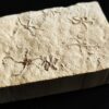 Schlangensterne: Sinosura und Ophiopetra, Malm, Plattenkalk, Hienheim bei Kelheim  * reserviert *