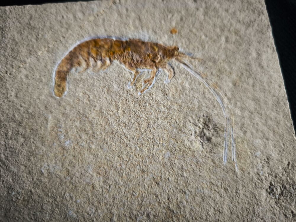 Krebs, Acanthochirana cordata, Plattenkalk, Solnhofen