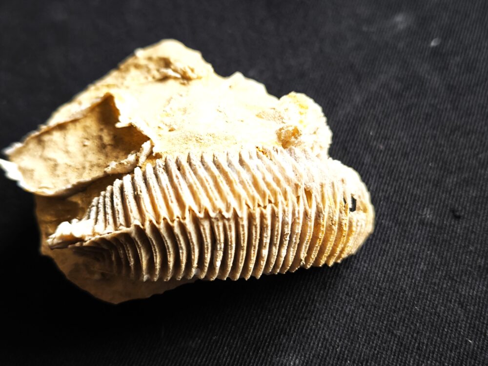 Auster: Arctostrea hastellata, Malm, Korallenkalk, Nattheim