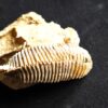 Auster: Arctostrea hastellata, Malm, Korallenkalk, Nattheim