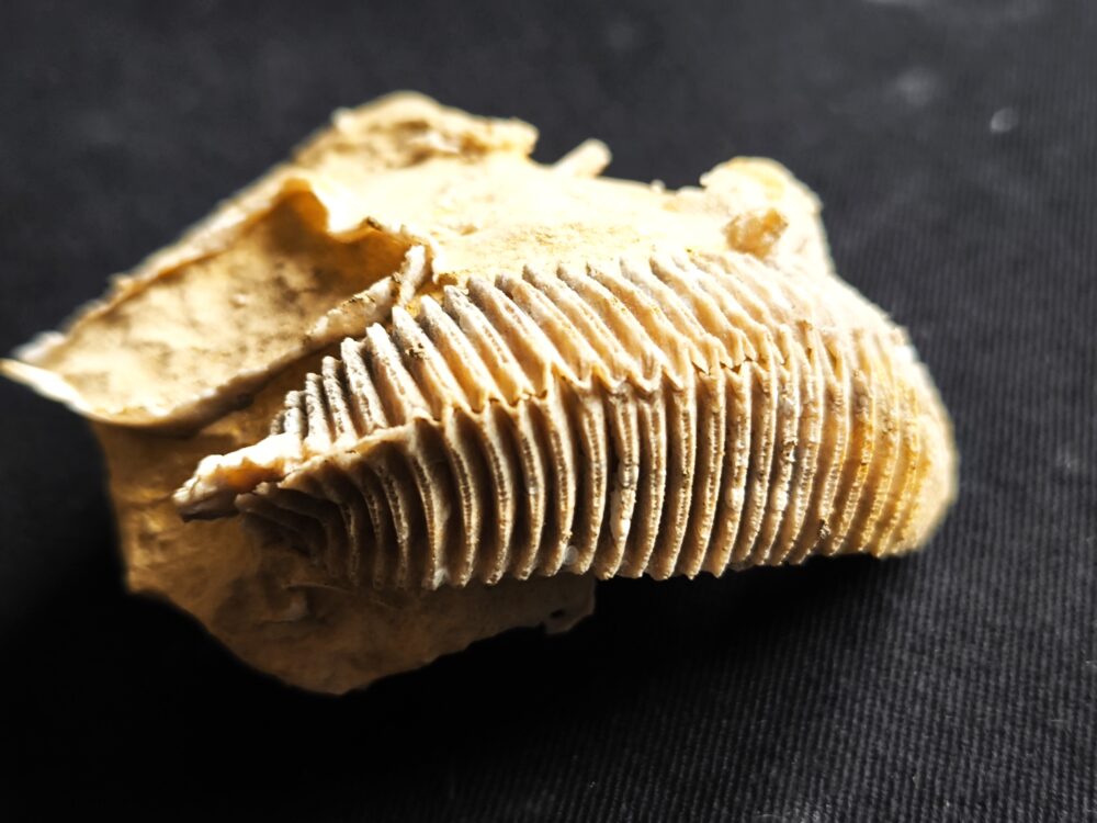 Auster: Arctostrea hastellata, Malm, Korallenkalk, Nattheim