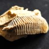 Auster: Arctostrea hastellata, Malm, Korallenkalk, Nattheim