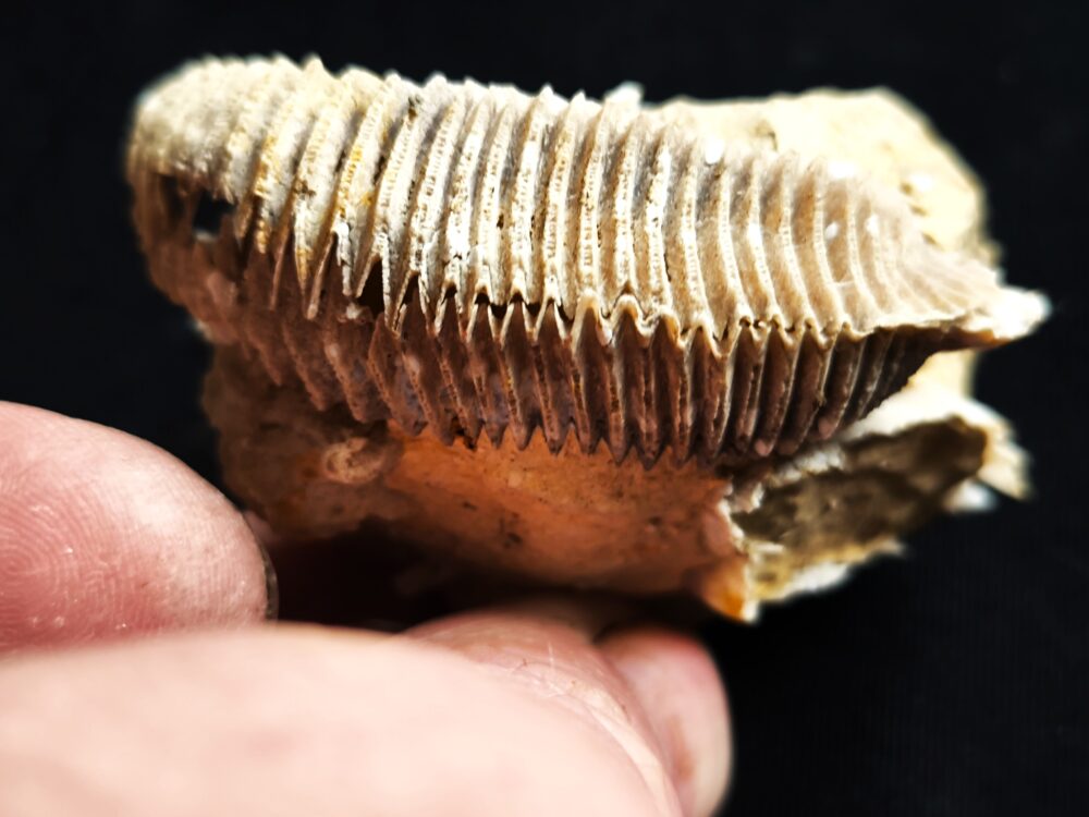 Auster: Arctostrea hastellata, Malm, Korallenkalk, Nattheim