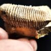Auster: Arctostrea hastellata, Malm, Korallenkalk, Nattheim