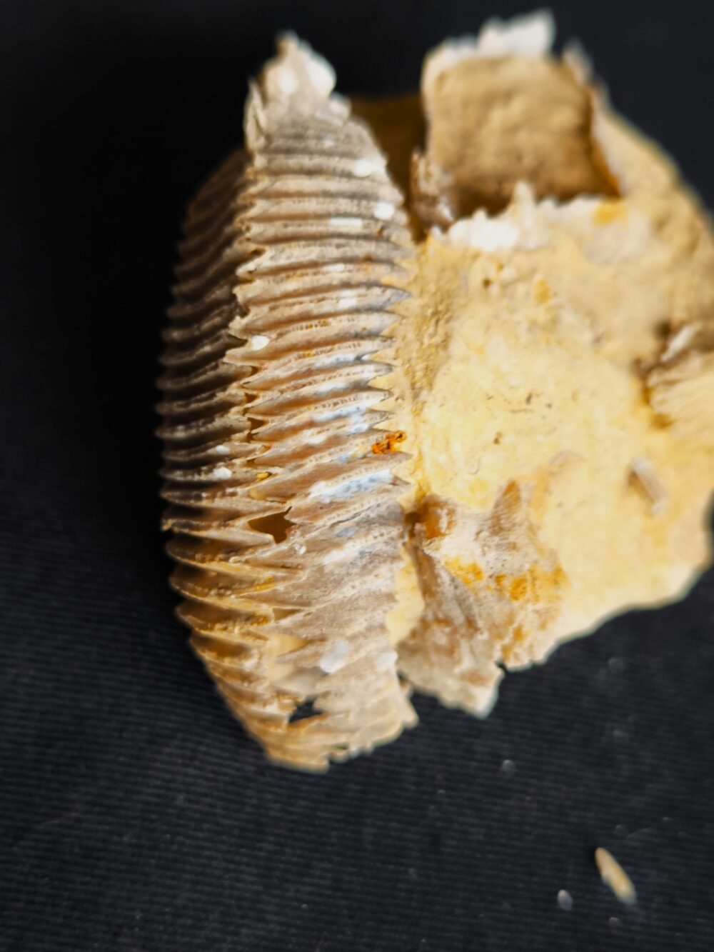 Auster: Arctostrea hastellata, Malm, Korallenkalk, Nattheim