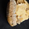 Auster: Arctostrea hastellata, Malm, Korallenkalk, Nattheim