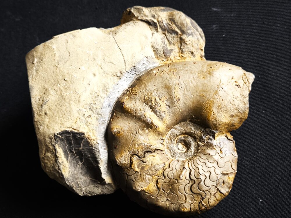 Ceratites compressus auf Matrix, Oberer Muschelkalk, Crailsheim