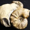 Ceratites compressus auf Matrix, Oberer Muschelkalk, Crailsheim