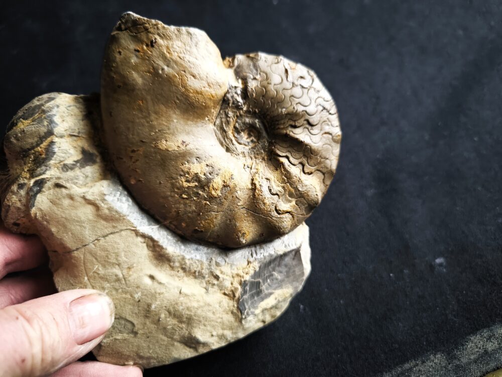 Ceratites compressus auf Matrix, Oberer Muschelkalk, Crailsheim