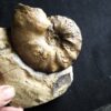 Ceratites compressus auf Matrix, Oberer Muschelkalk, Crailsheim