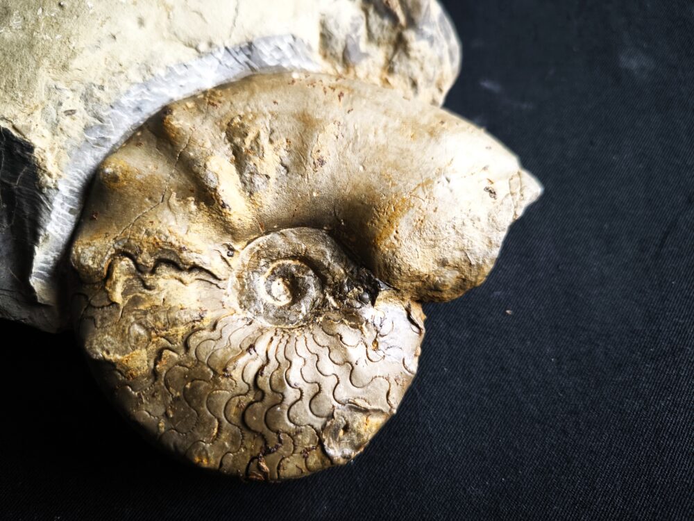Ceratites compressus auf Matrix, Oberer Muschelkalk, Crailsheim
