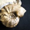 Ceratites compressus auf Matrix, Oberer Muschelkalk, Crailsheim