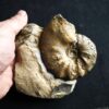 Ceratites compressus auf Matrix, Oberer Muschelkalk, Crailsheim
