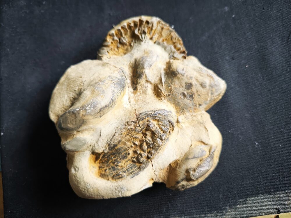 Ceratites compressus auf Matrix, Oberer Muschelkalk, Crailsheim