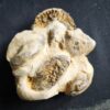 Ceratites compressus auf Matrix, Oberer Muschelkalk, Crailsheim