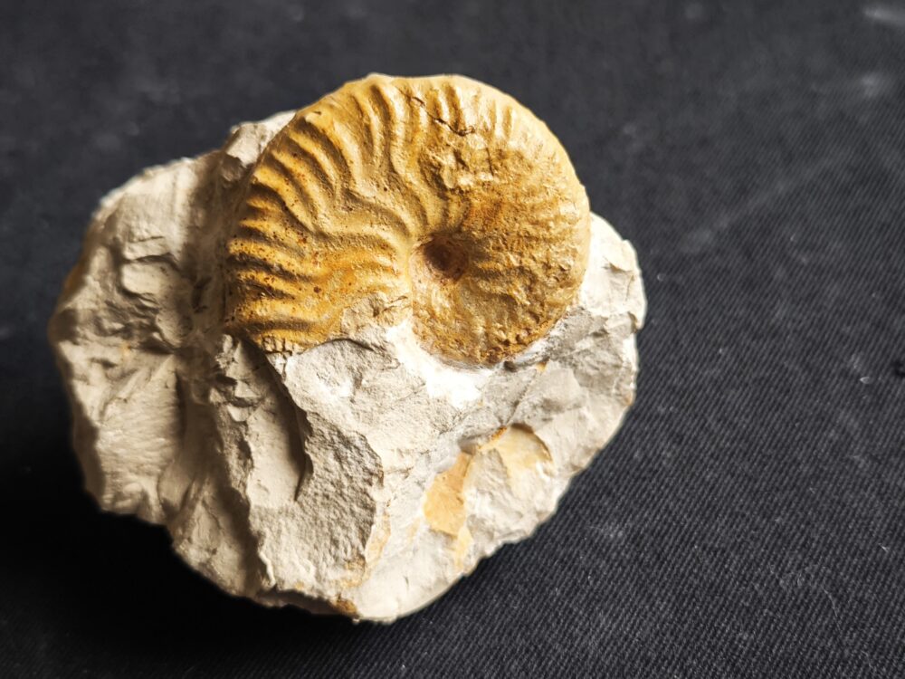 Metahaploceras muehlheimense auf Matrix, Malm, Balingen