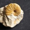 Metahaploceras muehlheimense auf Matrix, Malm, Balingen