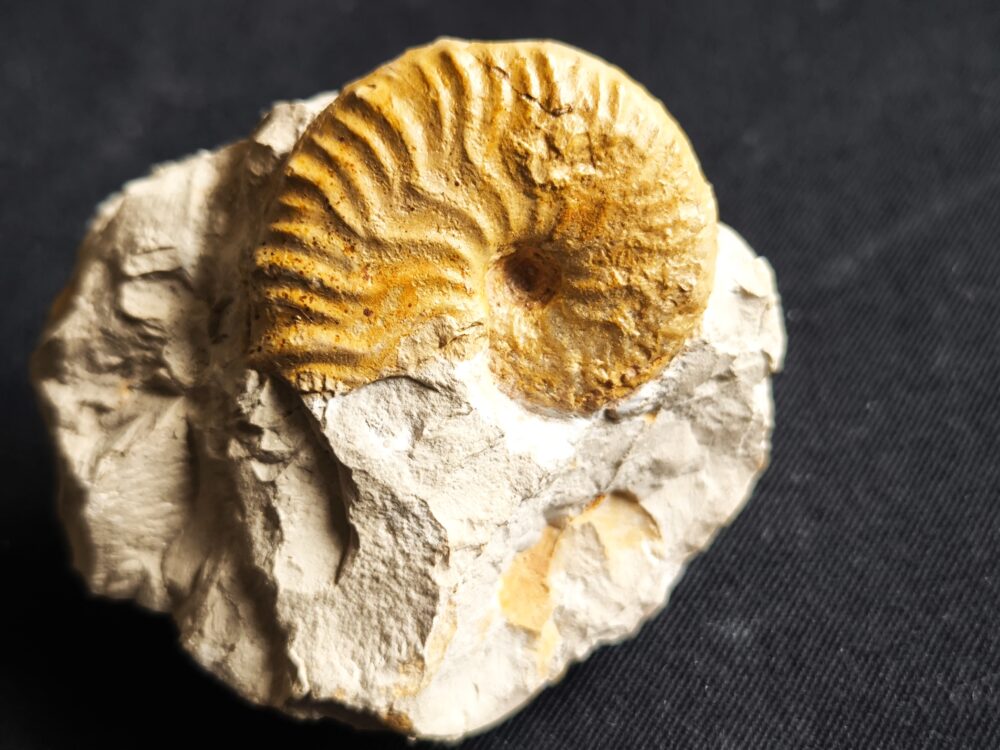 Metahaploceras muehlheimense auf Matrix, Malm, Balingen