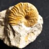 Metahaploceras muehlheimense auf Matrix, Malm, Balingen