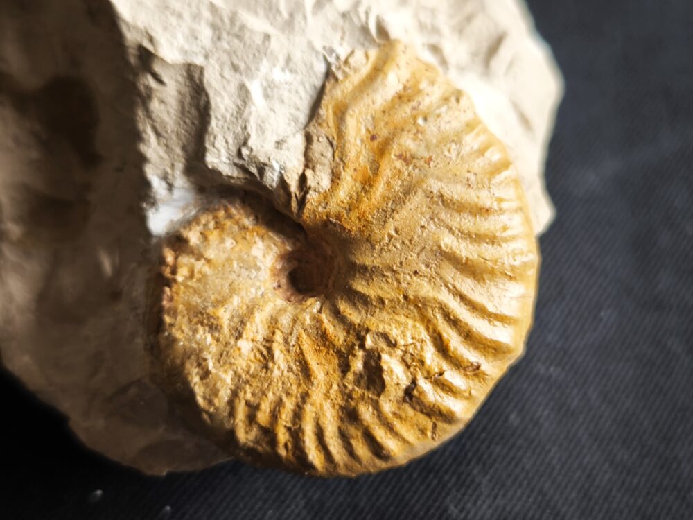 Metahaploceras muehlheimense auf Matrix, Malm, Balingen