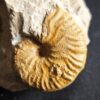 Metahaploceras muehlheimense auf Matrix, Malm, Balingen