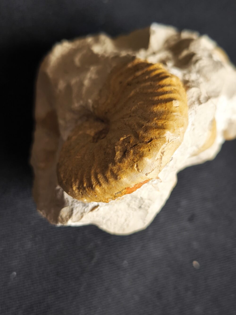 Metahaploceras muehlheimense auf Matrix, Malm, Balingen