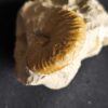 Metahaploceras muehlheimense auf Matrix, Malm, Balingen