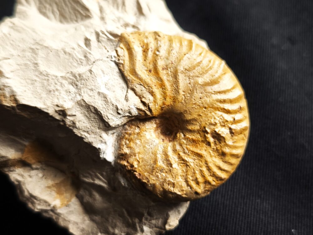 Metahaploceras muehlheimense auf Matrix, Malm, Balingen