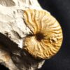 Metahaploceras muehlheimense auf Matrix, Malm, Balingen