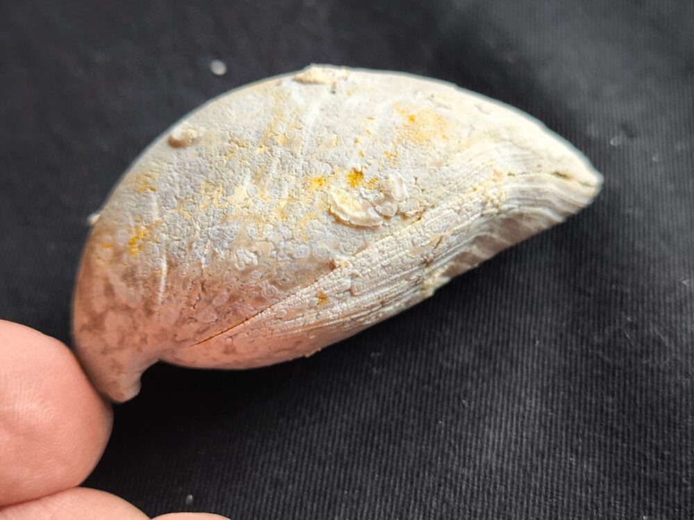 Brachiopode, riesige Juralina insignis, verkieselt, Malm, Nattheim