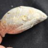Brachiopode, riesige Juralina insignis, verkieselt, Malm, Nattheim