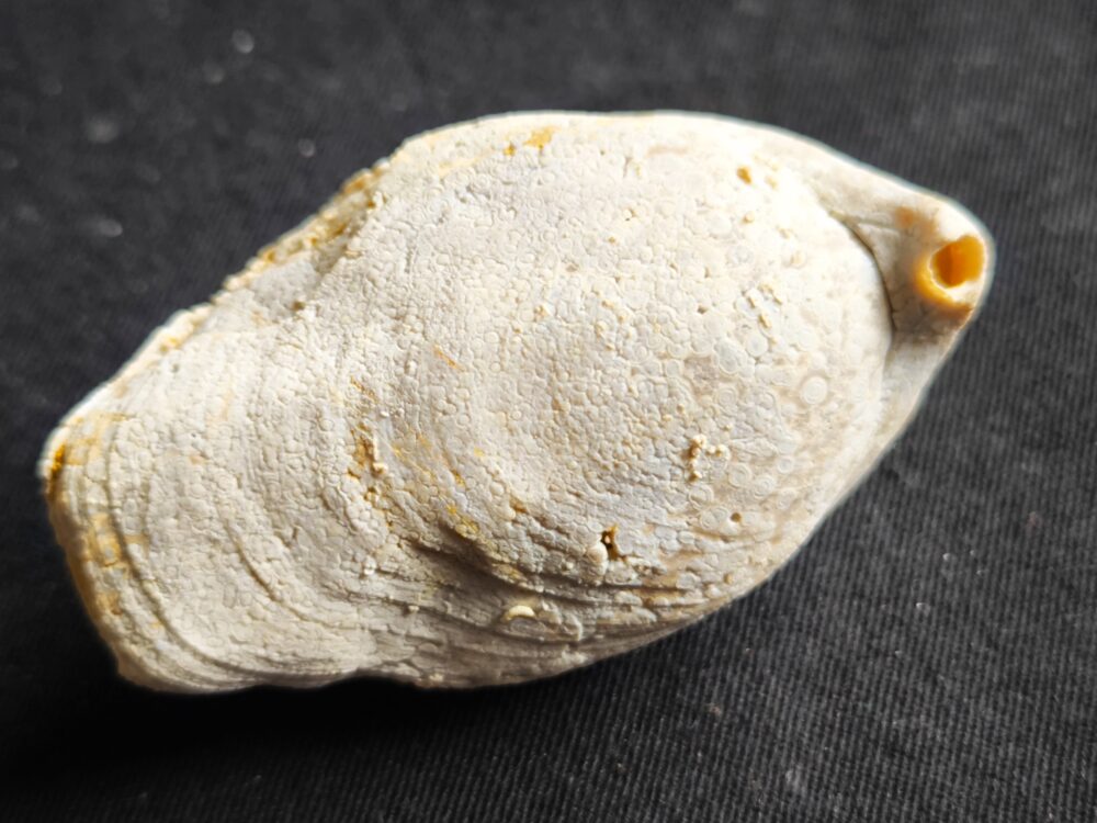 Brachiopode, riesige Juralina insignis, verkieselt, Malm, Nattheim