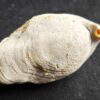 Brachiopode, riesige Juralina insignis, verkieselt, Malm, Nattheim