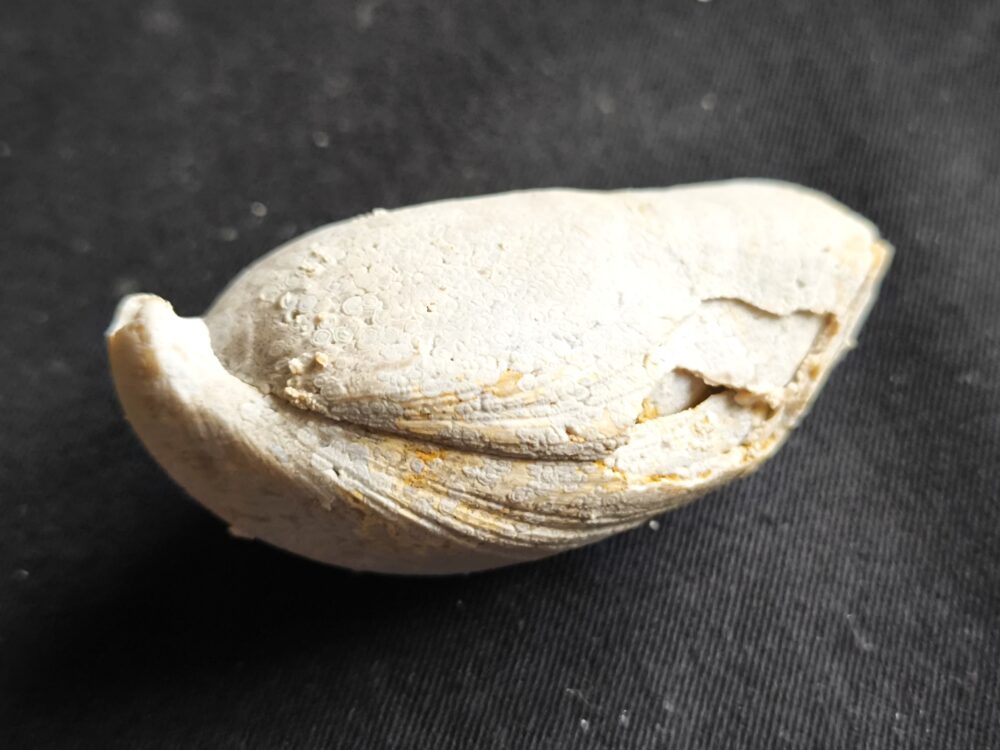 Brachiopode, riesige Juralina insignis, verkieselt, Malm, Nattheim