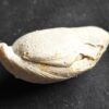 Brachiopode, riesige Juralina insignis, verkieselt, Malm, Nattheim