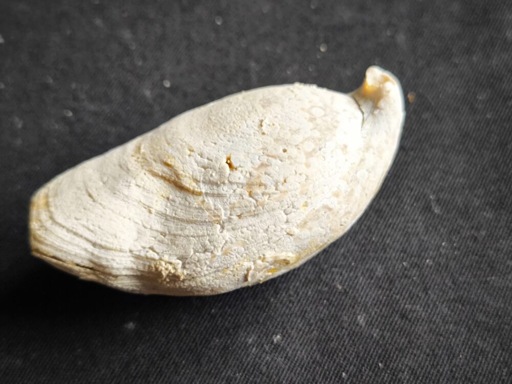 Brachiopode, riesige Juralina insignis, verkieselt, Malm, Nattheim