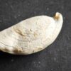 Brachiopode, riesige Juralina insignis, verkieselt, Malm, Nattheim