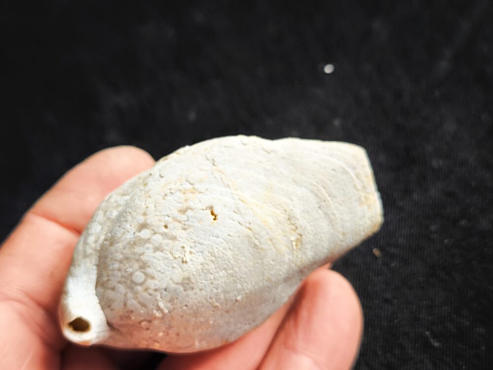 Brachiopode, riesige Juralina insignis, verkieselt, Malm, Nattheim