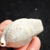 Brachiopode, riesige Juralina insignis, verkieselt, Malm, Nattheim
