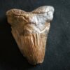 sehr großer Zahn vom Haifisch, Megalodon, Pliozän, South Carolina, USA  * reserviert *