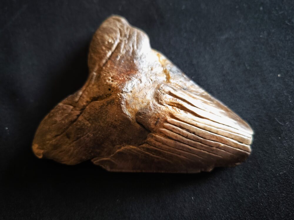 sehr großer Zahn vom Haifisch, Megalodon, Pliozän, South Carolina, USA  * reserviert *